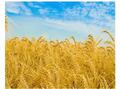 Продаётся пшеница 3-го класса 5 000 тонн