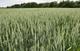 Продаем большим оптом 500000 тысяч тонн пшеницу 2019-2049 года